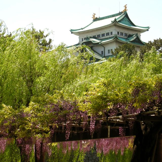 名古屋城と藤棚.jpg